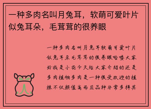 一种多肉名叫月兔耳，软萌可爱叶片似兔耳朵，毛茸茸的很养眼